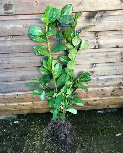 10 x 2.5-3ft Laurel Evergreen bare root hedge plants - low maintenance hedging(10 plants) Gearcourt