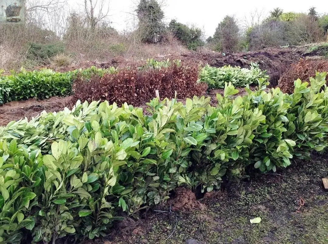 10 x 2.5-3ft Laurel Evergreen bare root hedge plants - low maintenance hedging(10 plants) Gearcourt