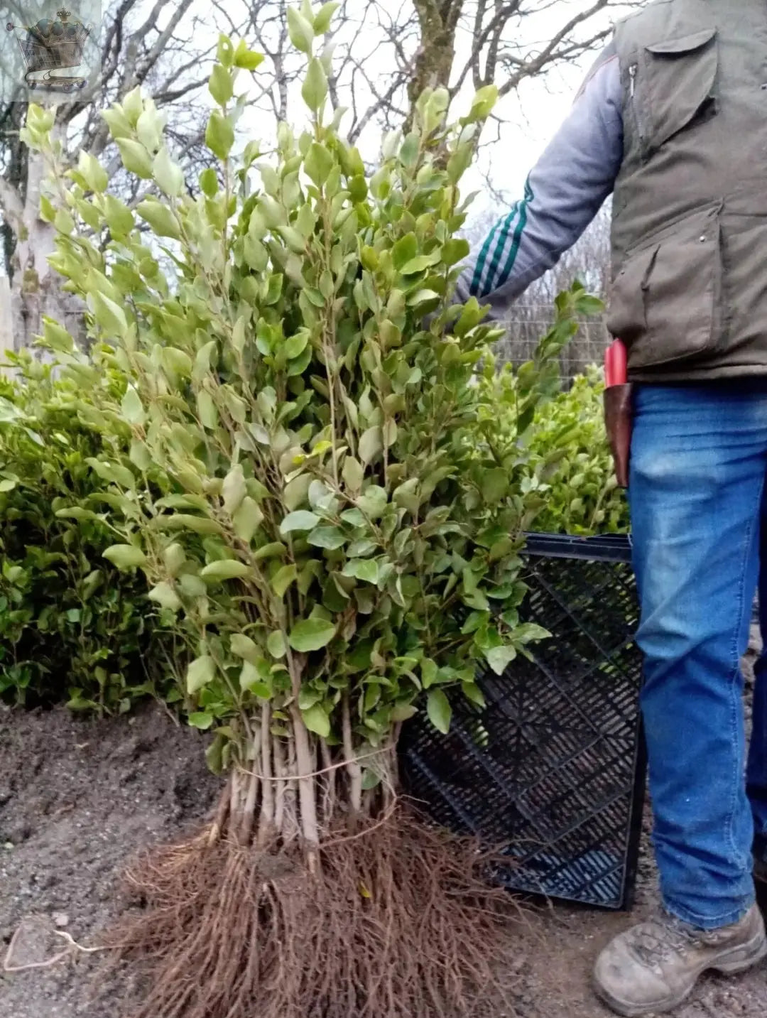 10 x 3ft Griselinia Littoralis Hedging 90cm Evergreen Plants Bare Root ...