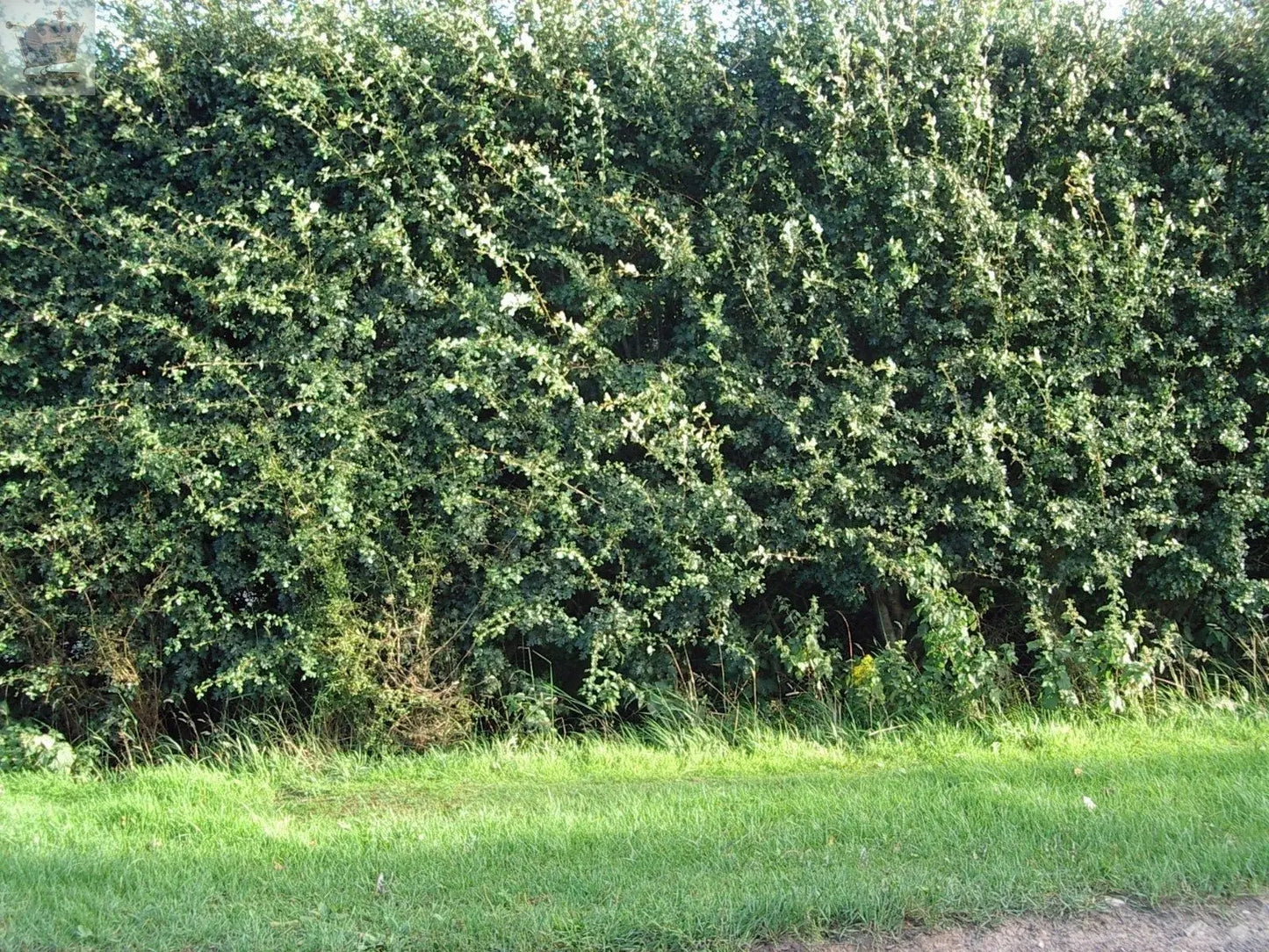 10 x 5ft Hawthorn Hedge Plants native bare root hedging quickthorn Gearcourt