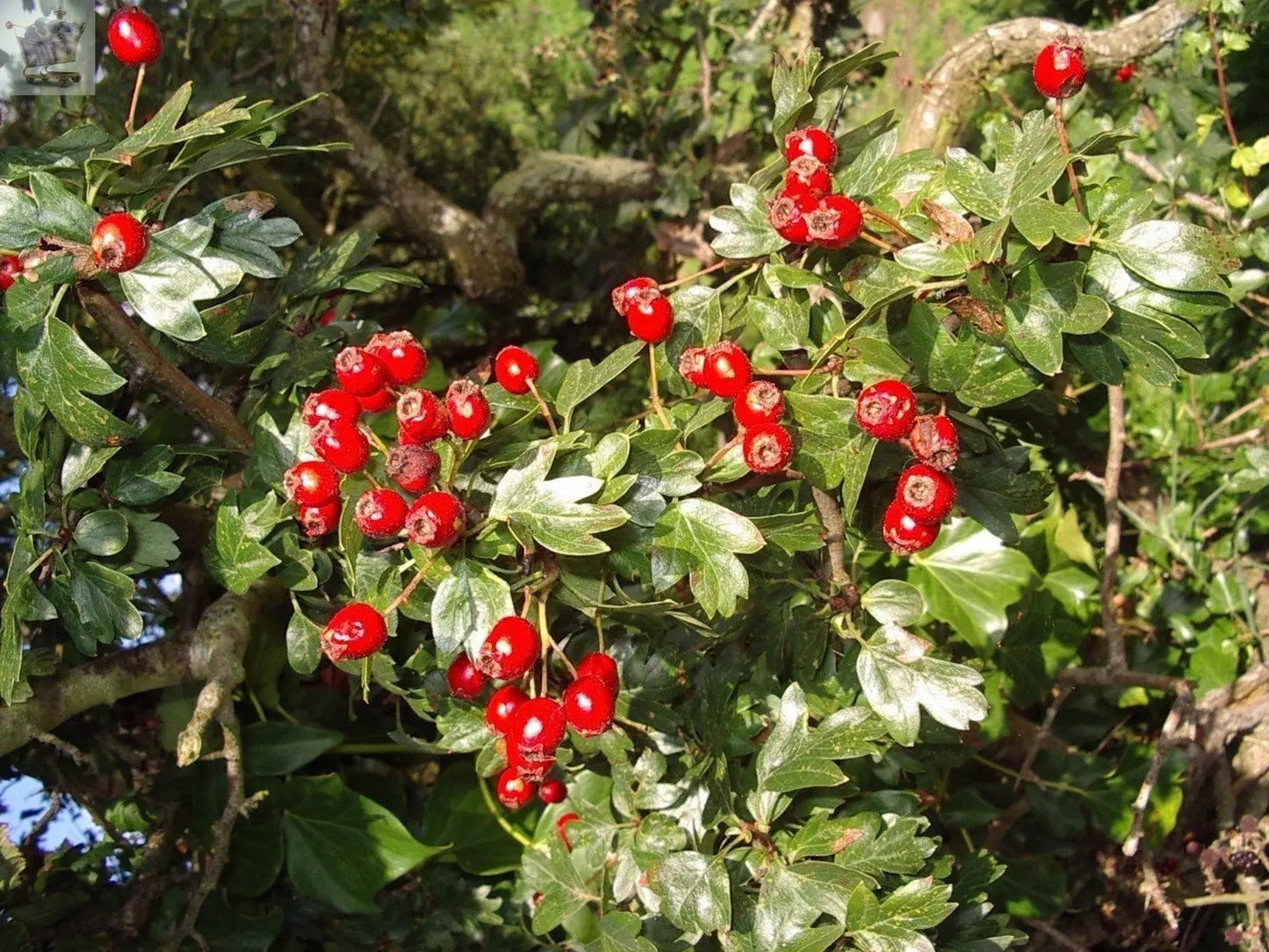 10 x 5ft Hawthorn Hedge Plants native bare root hedging quickthorn Gearcourt