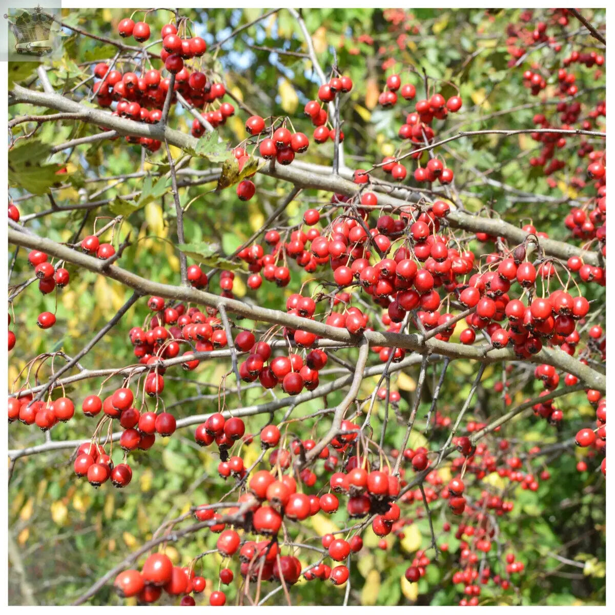 10 x 5ft Hawthorn Hedge Plants native bare root hedging quickthorn Gearcourt