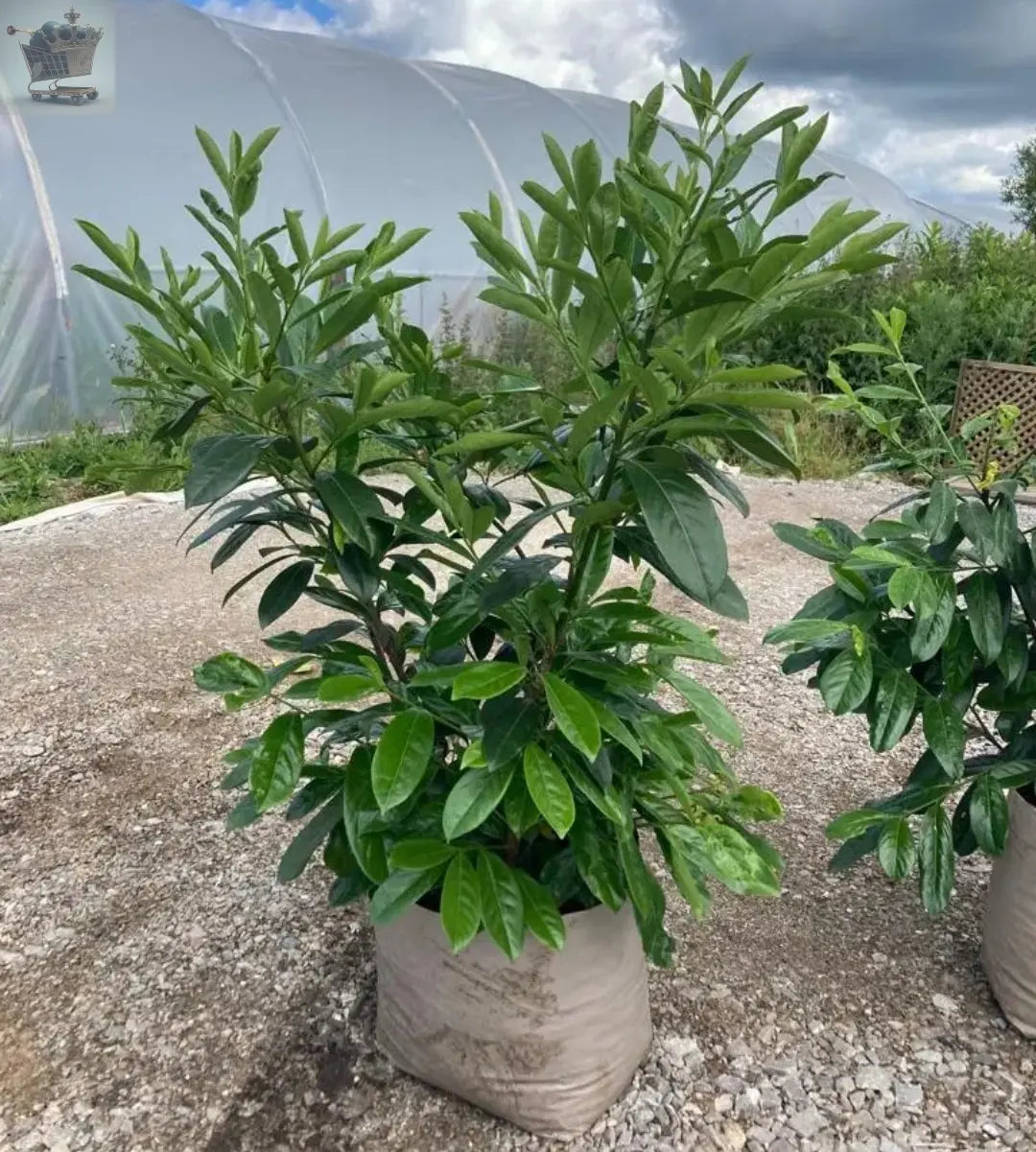 10 x Large Cherry Laurel Hedging Plants 4-5ft 20L Royalcart