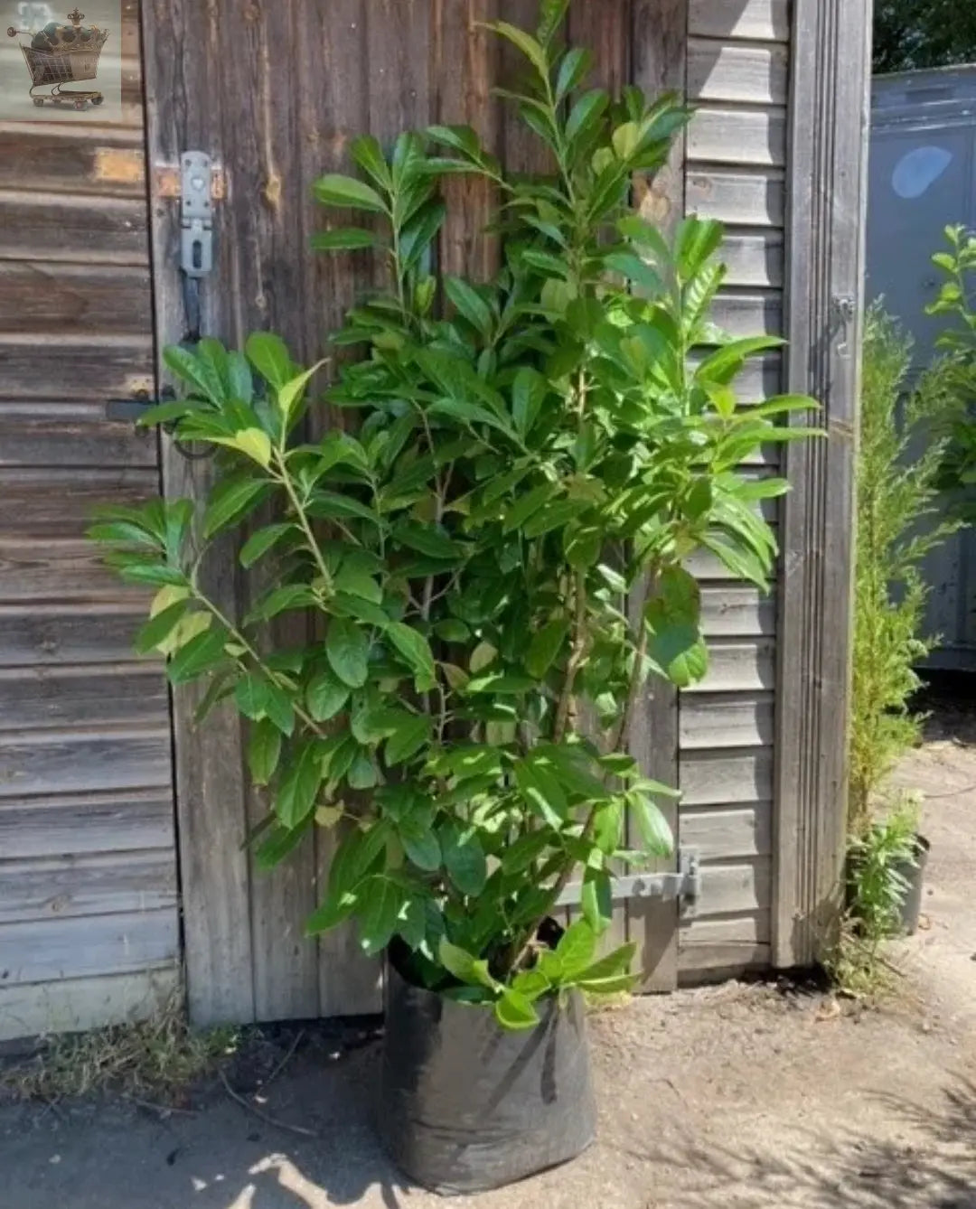 10 x Large Cherry Laurel Hedging Plants 4-5ft 20L Royalcart