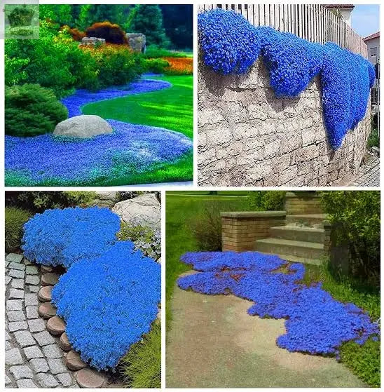 100 Blue Creeping Thyme Seeds Gearcourt