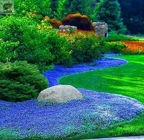 100 Blue Creeping Thyme Seeds Gearcourt