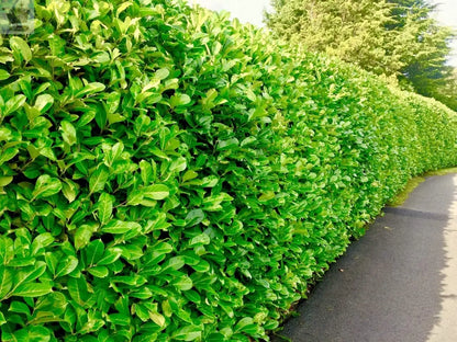 100 Cherry Laurel Hedging 30-45cm Tall Strong Evergreen Plants Supplied Potted Not Bareroot Gearcourt