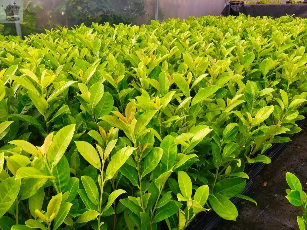 100 Cherry Laurel Hedging 30-45cm Tall Strong Evergreen Plants Supplied Potted Not Bareroot Gearcourt