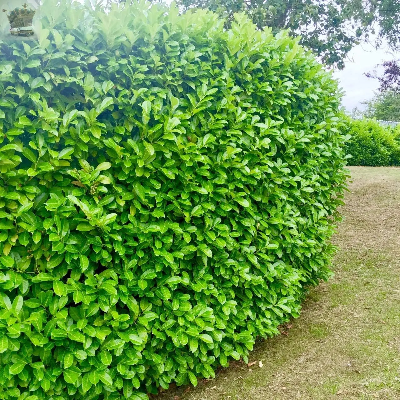 100 Cherry Laurel Hedging 30-45cm Tall Strong Evergreen Plants Supplied Potted Not Bareroot Gearcourt