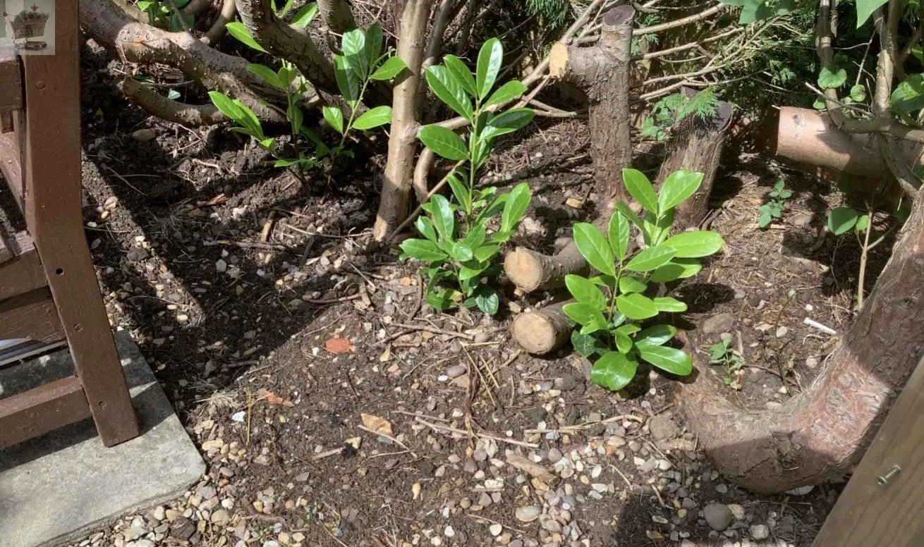 100 Cherry Laurel Hedging 30-45cm Tall Strong Evergreen Plants Supplied Potted Not Bareroot Gearcourt