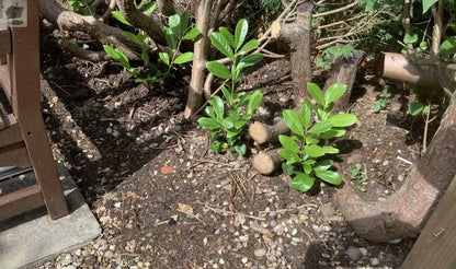 100 Cherry Laurel Hedging 30-45cm Tall Strong Evergreen Plants Supplied Potted Not Bareroot Gearcourt