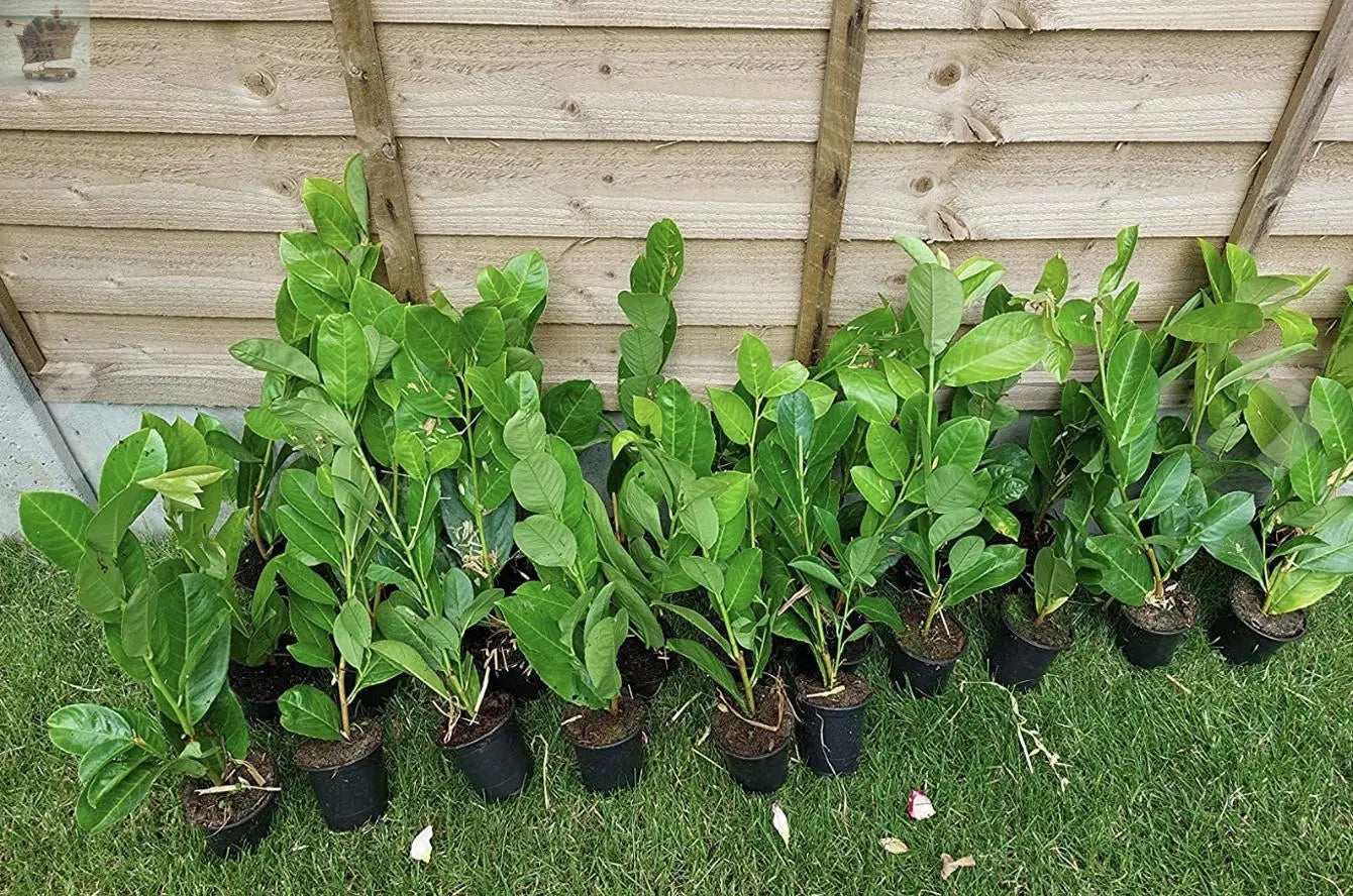 100 Cherry Laurel Hedging 30-45cm Tall Strong Evergreen Plants Supplied Potted Not Bareroot Gearcourt