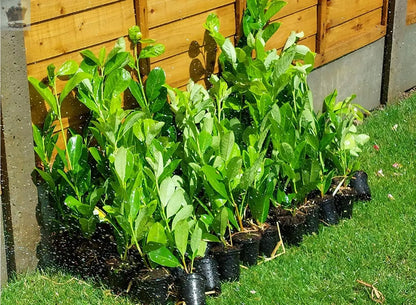 100 Cherry Laurel Hedging 30-45cm Tall Strong Evergreen Plants Supplied Potted Not Bareroot Gearcourt