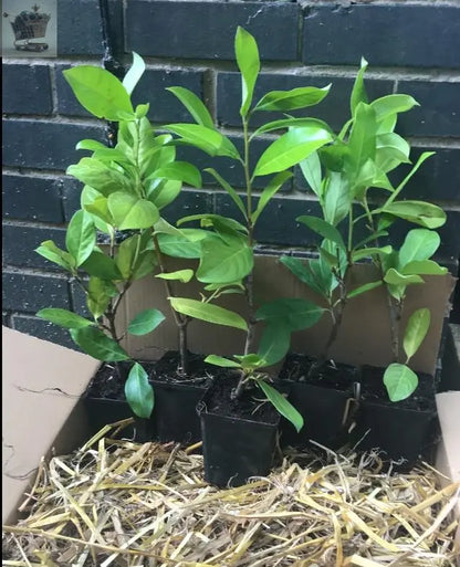 100 Cherry Laurel Hedging 30-45cm Tall Strong Evergreen Plants Supplied Potted Not Bareroot Gearcourt