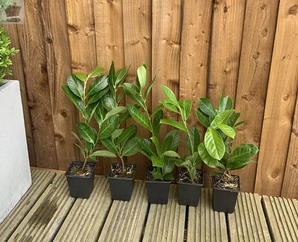 100 Cherry Laurel Hedging 30-45cm Tall Strong Evergreen Plants Supplied Potted Not Bareroot Gearcourt