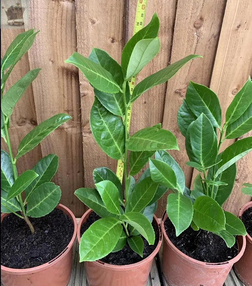 100 Cherry Laurel Hedging 30-45cm Tall Strong Evergreen Plants Supplied Potted Not Bareroot Gearcourt