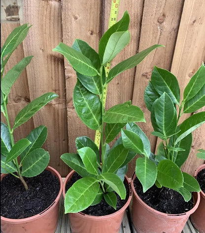 100 Cherry Laurel Hedging 30-45cm Tall Strong Evergreen Plants Supplied Potted Not Bareroot Gearcourt