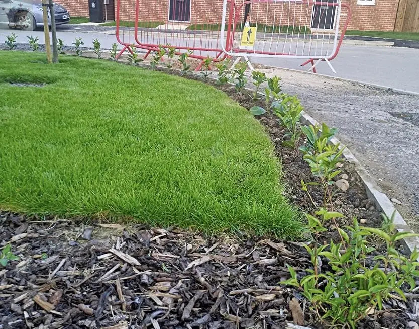 100 Cherry Laurel Hedging 30-45cm Tall Strong Evergreen Plants Supplied Potted Not Bareroot Gearcourt