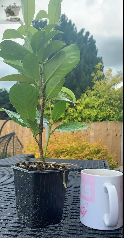 100 Cherry Laurel Hedging 30-45cm Tall Strong Evergreen Plants Supplied Potted Not Bareroot Gearcourt