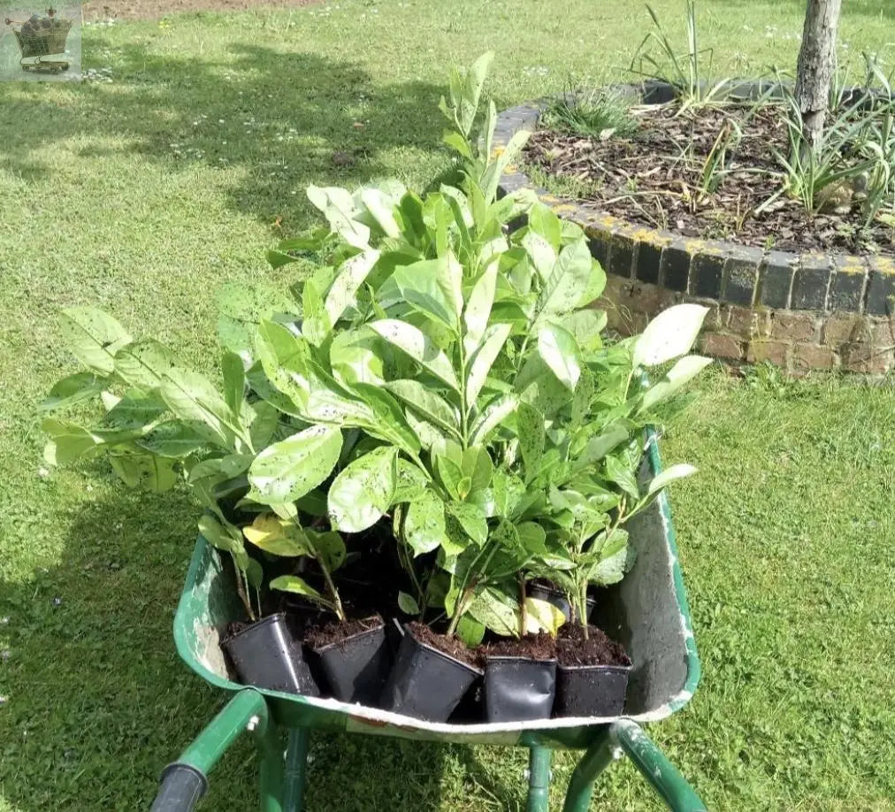 100 Cherry Laurel Hedging 30-45cm Tall Strong Evergreen Plants Supplied Potted Not Bareroot Gearcourt