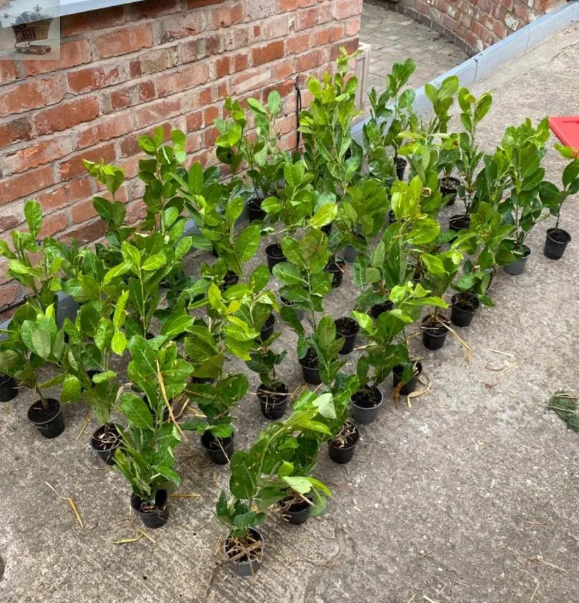 100 Cherry Laurel Hedging 30-45cm Tall Strong Evergreen Plants Supplied Potted Not Bareroot Gearcourt