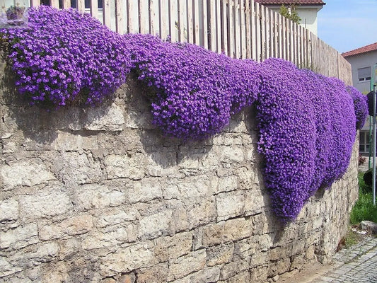 100 Creeping Thyme - Garden Plant Herb - Viable Seeds Mix Purple Pink Blue White Mix seeds - Royalcart