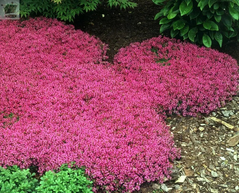 100 Creeping Thyme - Garden Plant Herb - Viable Seeds Mix Purple Pink Blue White Mix seeds - Royalcart