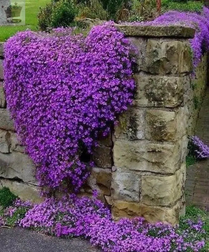 100 Creeping Thyme - Garden Plant Herb - Viable Seeds Mix Purple Pink Blue White Mix seeds - Royalcart