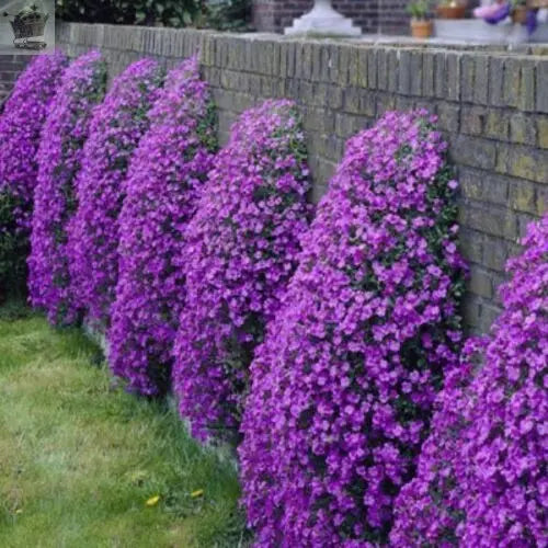 100 Creeping Thyme - Garden Plant Herb - Viable Seeds Mix Purple Pink Blue White Mix seeds - Royalcart