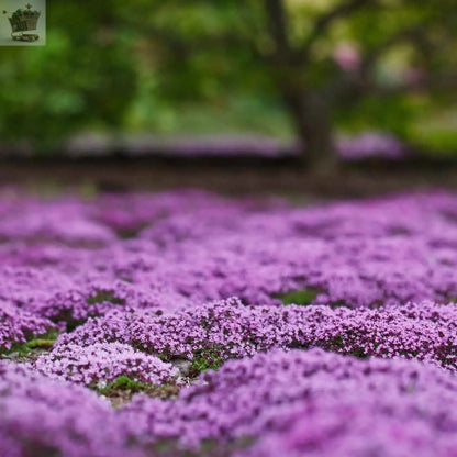 100 Creeping Thyme - Garden Plant Herb - Viable Seeds Mix Purple Pink Blue White Mix seeds - Royalcart