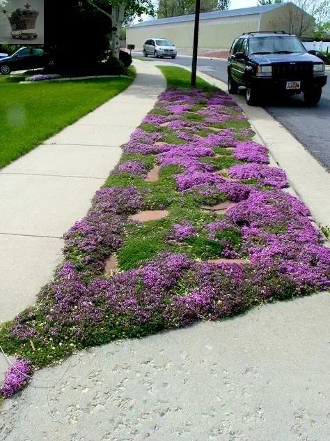 100 Creeping Thyme - Garden Plant Herb - Viable Seeds Mix Purple Pink Blue White Mix seeds - Royalcart