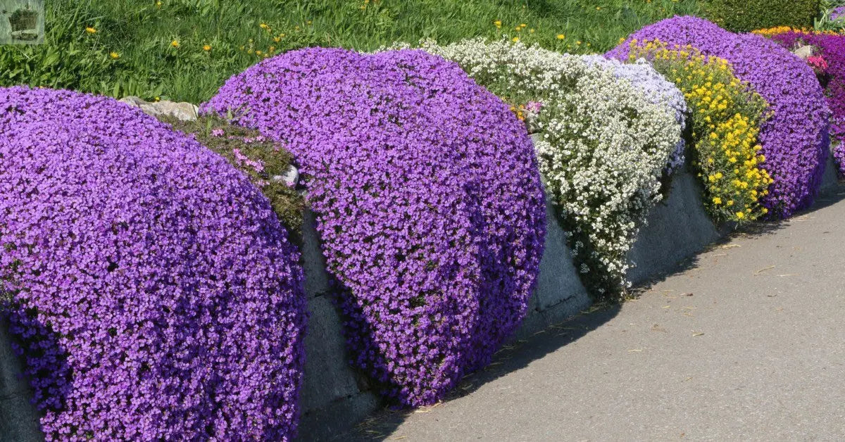 100 Creeping Thyme - Garden Plant Herb - Viable Seeds Mix Purple Pink Blue White Mix seeds - Royalcart