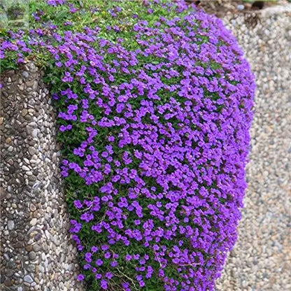 100 Creeping Thyme - Garden Plant Herb - Viable Seeds Mix Purple Pink Blue White Mix seeds - Royalcart