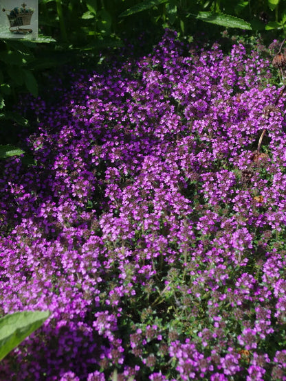 100 Creeping Thyme - Garden Plant Herb - Viable Seeds Mix Purple Pink Blue White Mix seeds - Royalcart