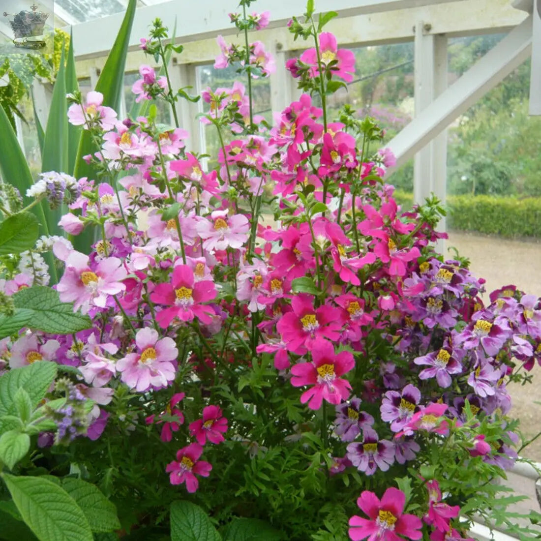 100 Mixed Angel Wings Flower Seeds Easy to Grow UK Multi Colour Schizanthus Gearcourt