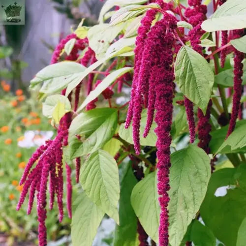 100 Red Amaranthus Seeds Gearcourt