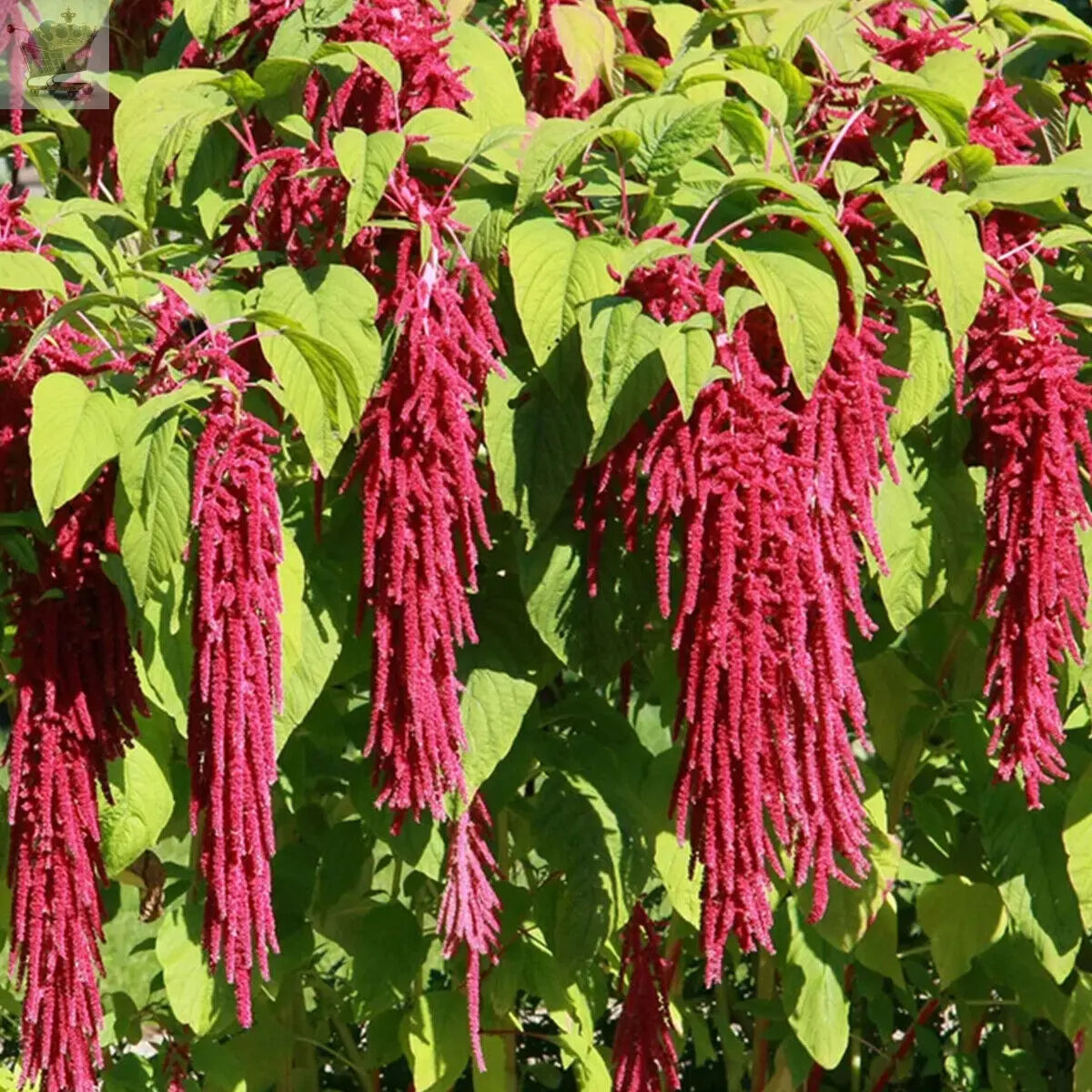 100 Red Amaranthus Seeds Gearcourt