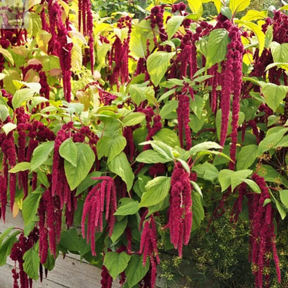 100 Red Amaranthus Seeds Gearcourt