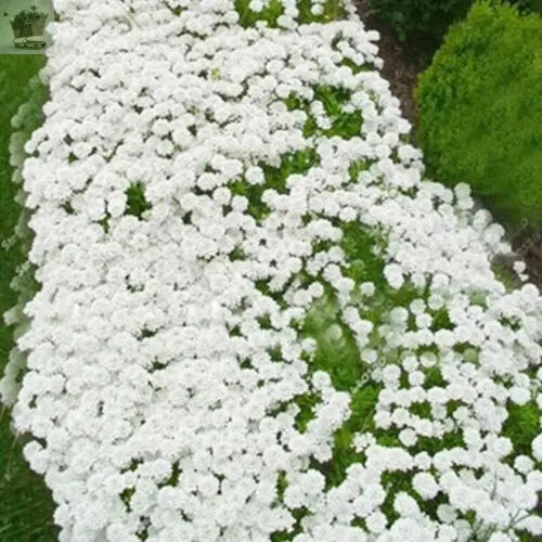 100 White Creeping Thyme Seeds Gearcourt