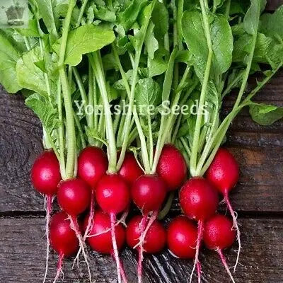 1000 x Radish Cherry Belle Seeds Fast Growing Finest Royalcart