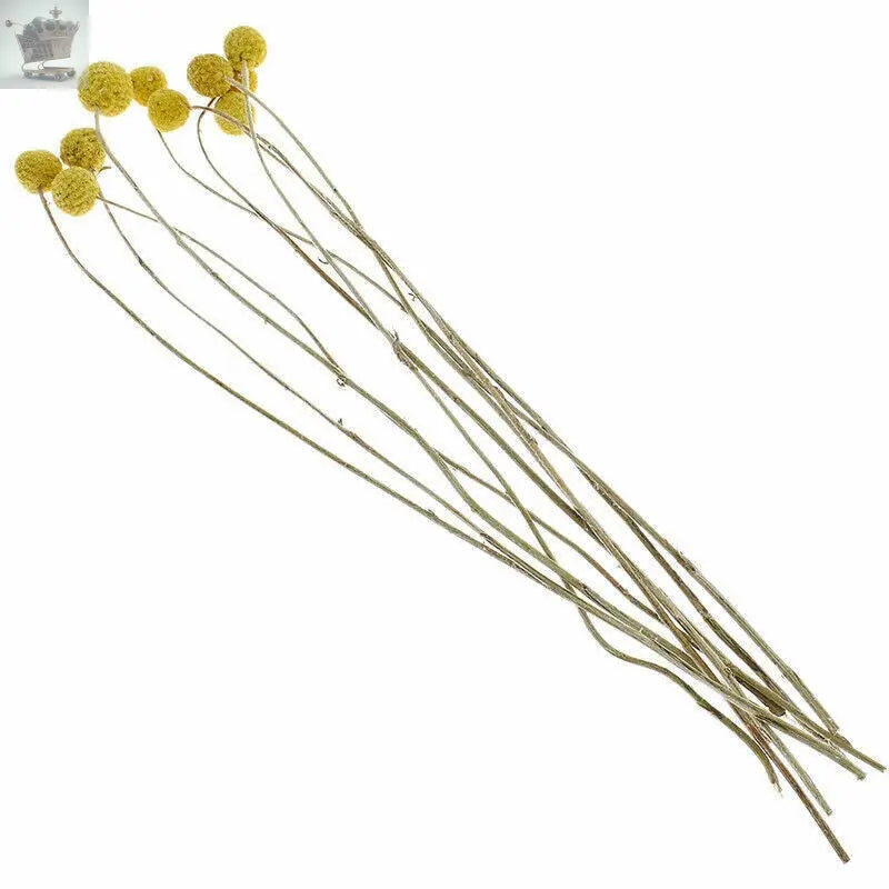 10Pcs Yellow Dried Flowers Natural Craspedia Sticks Living Room Floral Decor UK Royalcart