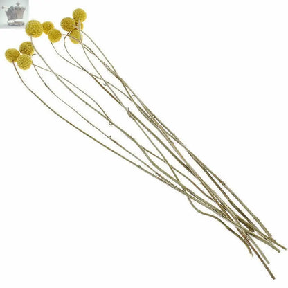 10Pcs Yellow Dried Flowers Natural Craspedia Sticks Living Room Floral Decor UK Royalcart