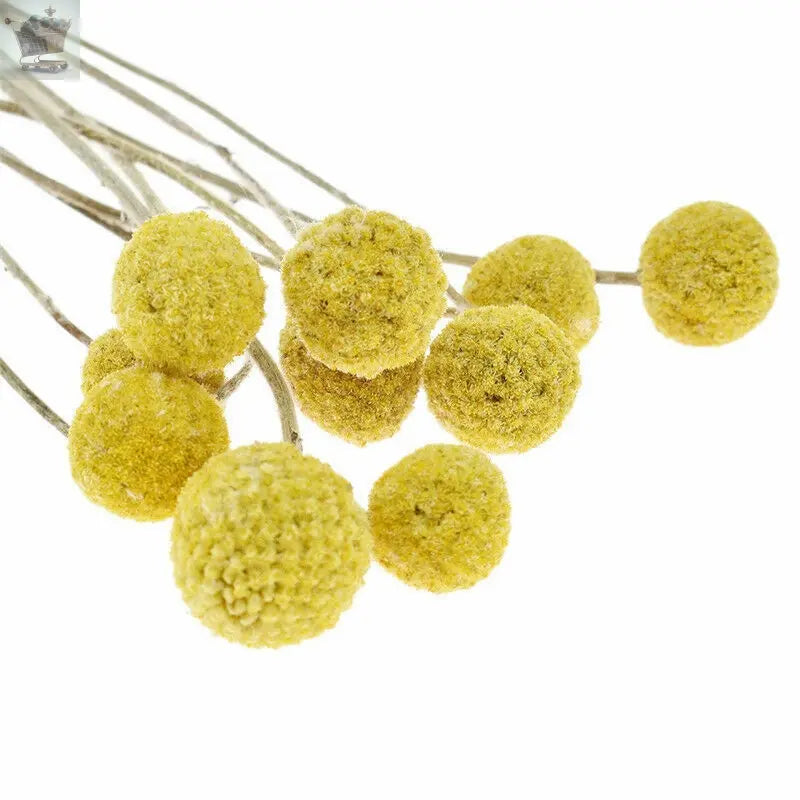 10Pcs Yellow Dried Flowers Natural Craspedia Sticks Living Room Floral Decor UK Royalcart