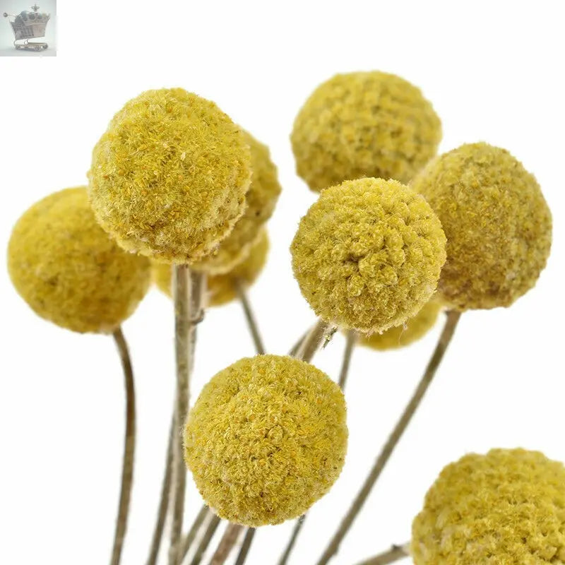 10Pcs Yellow Dried Flowers Natural Craspedia Sticks Living Room Floral Decor UK Royalcart