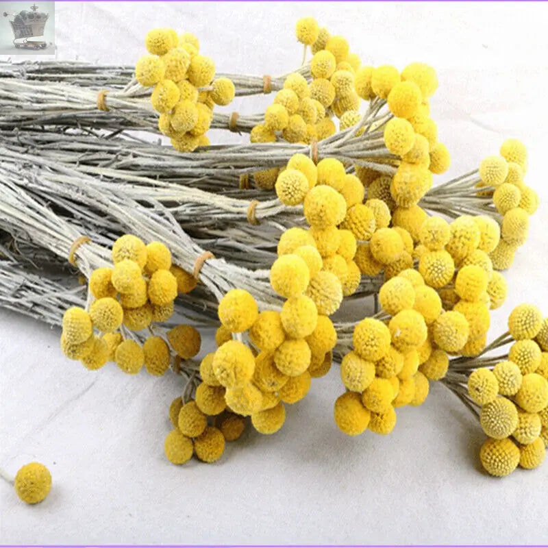 10Pcs Yellow Dried Flowers Natural Craspedia Sticks Living Room Floral Decor UK Royalcart