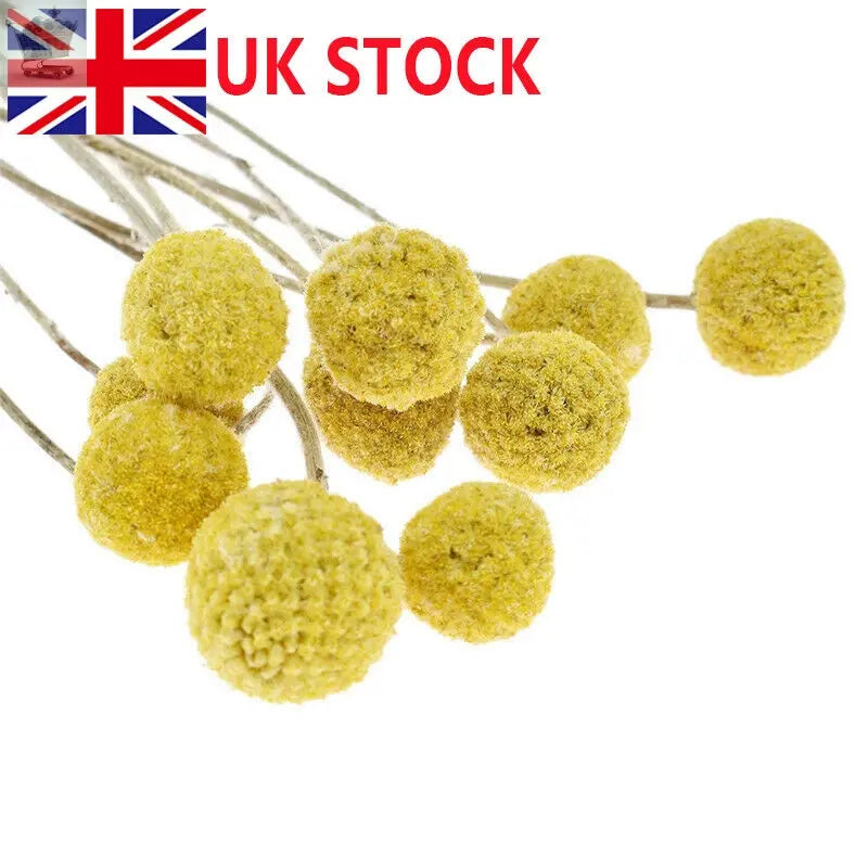 10Pcs Yellow Dried Flowers Natural Craspedia Sticks Living Room Floral Decor UK Royalcart