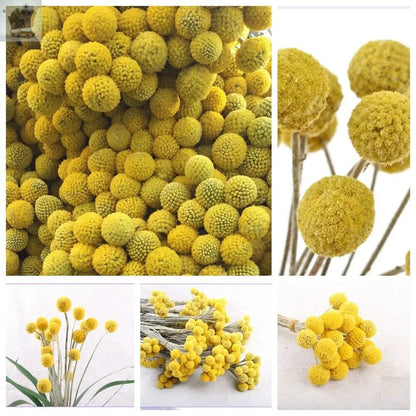 10Pcs Yellow Dried Flowers Natural Craspedia Sticks Living Room Floral Decor UK Royalcart