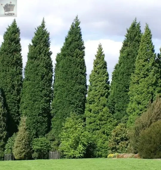 10X CONIFER HEDGING TREES GREEN LEYLANDII 3-4 FOOT PLANTS 2LT POT FAST GROWING Gearcourt