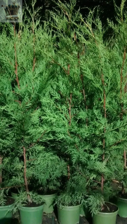 10X CONIFER HEDGING TREES GREEN LEYLANDII 3-4 FOOT PLANTS 2LT POT FAST GROWING Gearcourt