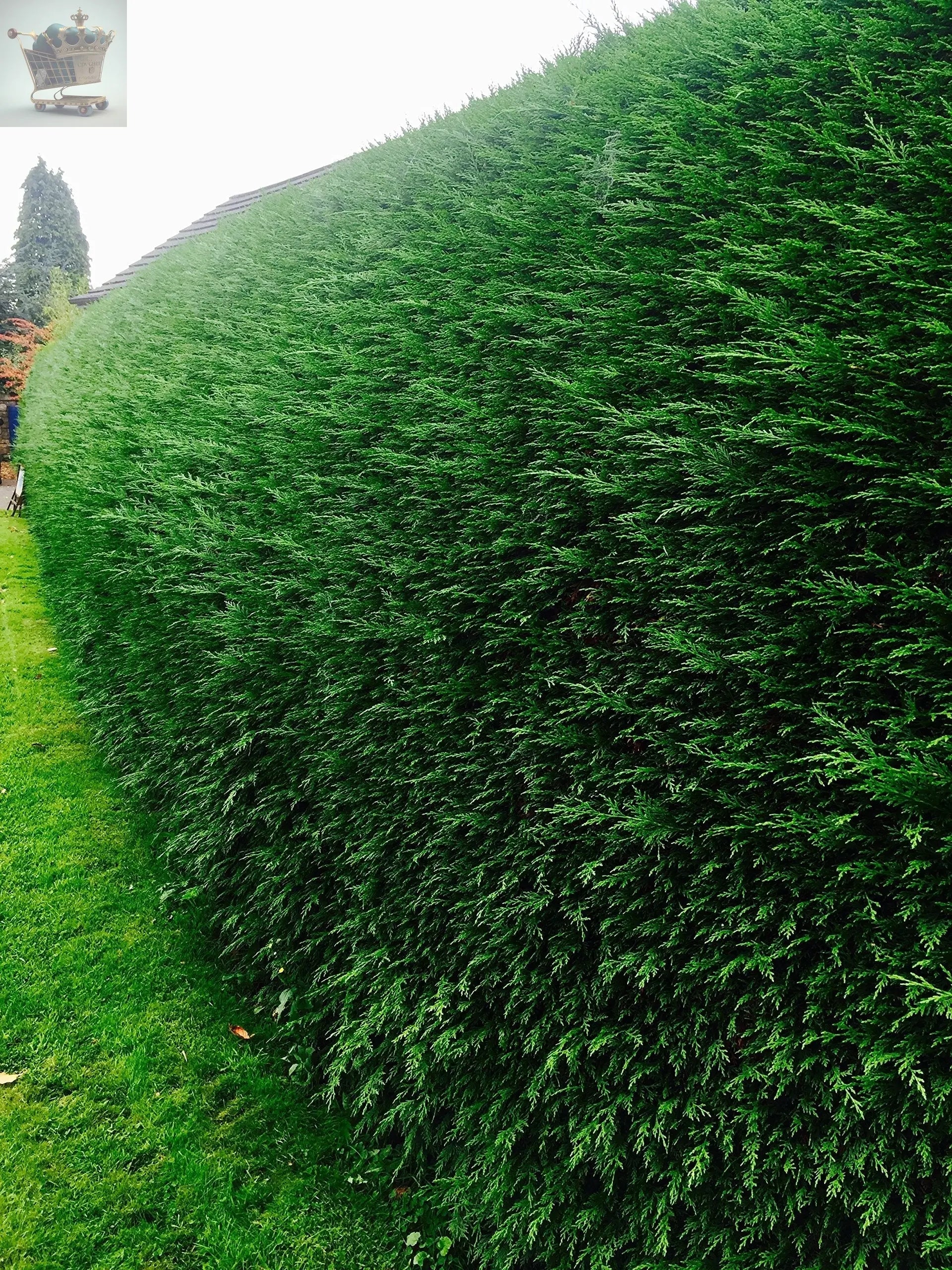 10X CONIFER HEDGING TREES GREEN LEYLANDII 3-4 FOOT PLANTS 2LT POT FAST GROWING Gearcourt